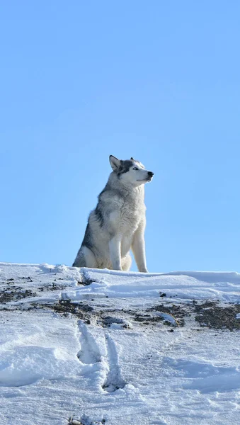 Syberyjski Pies Husky Siedzi Wzgórzu Śniegu Tle Błękitnego Nieba — Zdjęcie stockowe