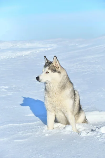 Siberian Husky Cão Senta Neve Fundo Céu Azul — Fotografia de Stock