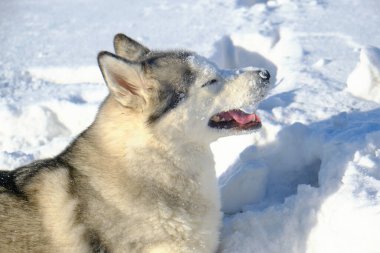 Sibirya Husky 'si güneşli bir günde karda yatıyor.