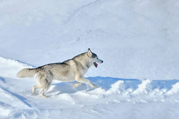 Güçlü Köpek Güneşli Bir Kış Gününde Karda Koşar — Stok fotoğraf