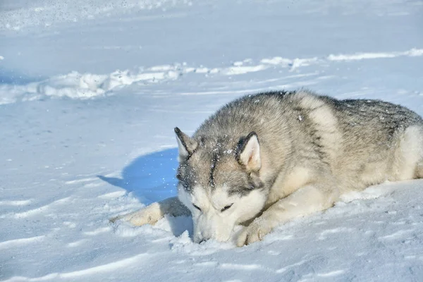 Siberian Husky Lies Snow Bright Sunny Day — Stock Photo, Image