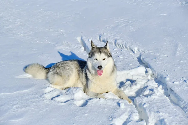 Syberyjski Husky Leży Śniegu Słoneczny Dzień — Zdjęcie stockowe