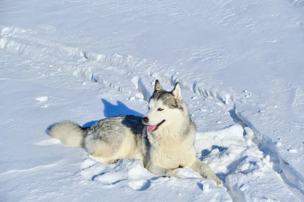 Σιβηρίας Husky Βρίσκεται Στο Χιόνι Μια Φωτεινή Ηλιόλουστη Μέρα — Φωτογραφία Αρχείου