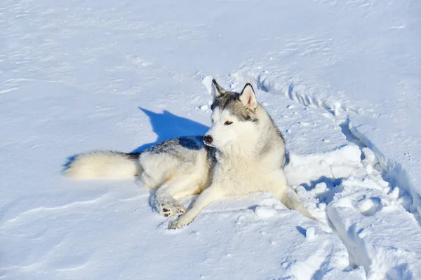Сибирский Хаски Лежит Снегу Яркий Солнечный День — стоковое фото