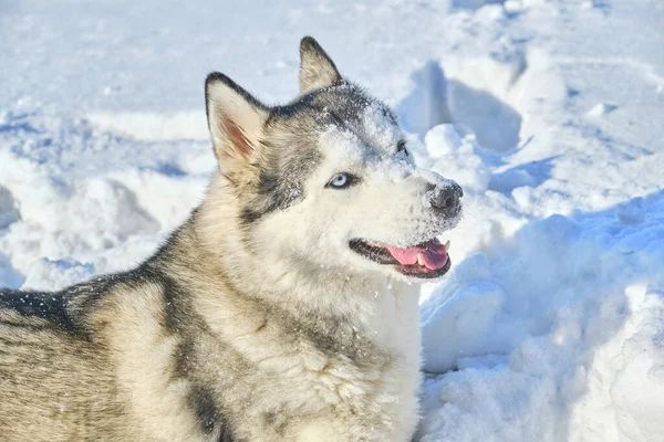 Husky Pies Bawi Się Śniegu Słoneczny Zimowy Dzień — Zdjęcie stockowe