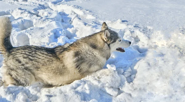 Χάσκι Σκυλί Παίζει Στο Χιόνι Μια Ηλιόλουστη Μέρα Του Χειμώνα — Φωτογραφία Αρχείου
