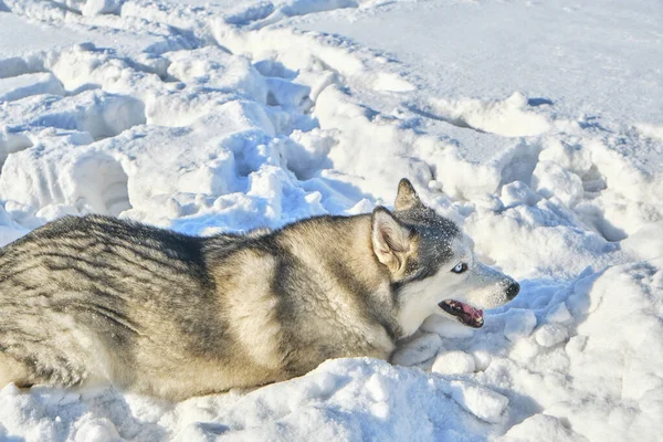 Husky Hond Speelt Sneeuw Een Zonnige Winterdag — Stockfoto