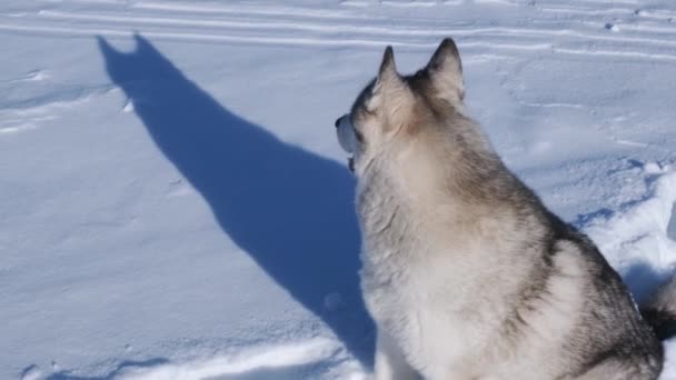 Σιβηρίας Husky Σκυλί Παίζει Στο Χιόνι Μια Φωτεινή Ηλιόλουστη Μέρα — Αρχείο Βίντεο