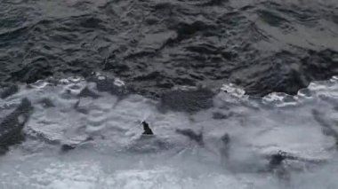 Nehirde eriyen bahar buzu. Eriyen suyun hızlı akışı..