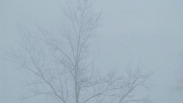 Silhueta de árvore escalonamento no vento é visível através de forte tempestade de neve. — Vídeo de Stock