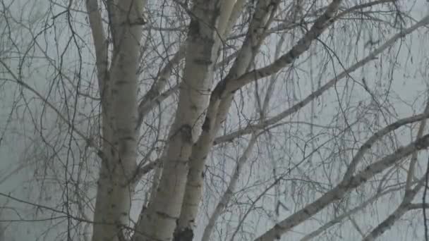 狂风暴雨中的白桦树. — 图库视频影像