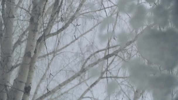 在被雪覆盖的窗户后面 树在大风和强烈的暴风雪中摇摇晃晃 — 图库视频影像