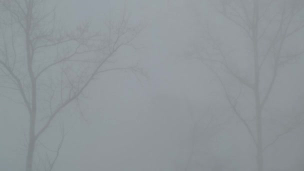 Silhouette Alberi Che Barcollano Dal Vento Una Forte Tempesta Neve — Video Stock
