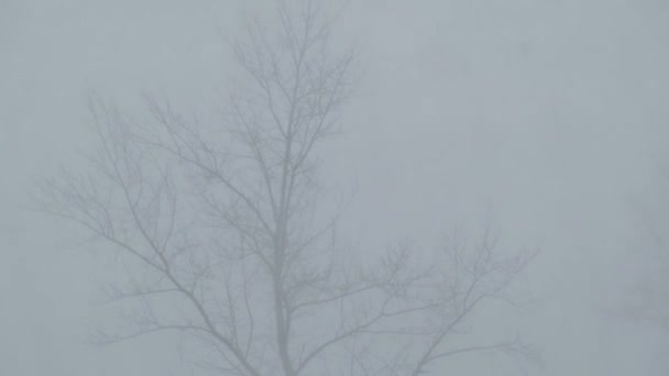 Siluetas Árboles Tambaleándose Del Viento Una Fuerte Tormenta Nieve — Vídeo de stock