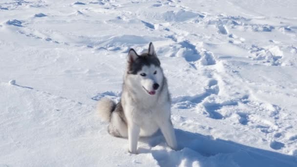 西伯利亚哈士奇犬 耳朵抬起 坐在雪地里 — 图库视频影像