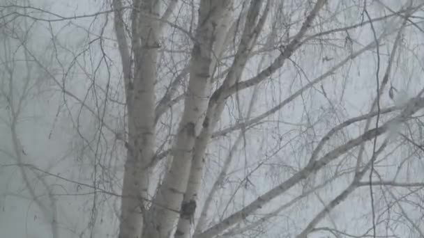 Betulla Sbalorditiva Nel Vento Una Forte Tempesta Neve — Video Stock