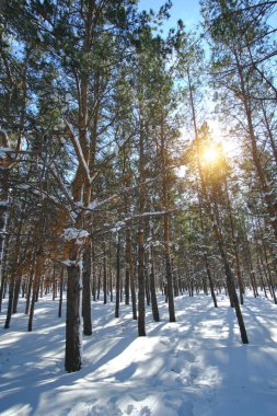 Kış, çam ormanı açık güneşli bir günde ağaçların derin gölgeleri karla kaplıdır..