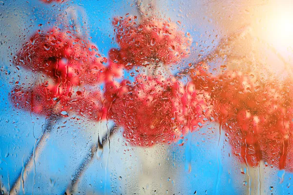 Wet glass in drops after rain with blurred background with red clusters of mountain ash on blue background