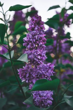 Yeşil yaprakların arasında açan leylak dalı