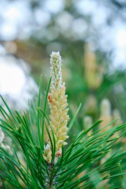 Taze çam filizleri, büyüyen bir Noel ağacı.