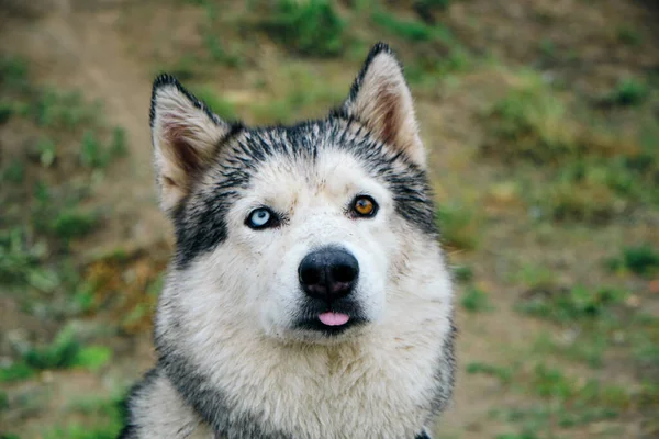 Husky Dog Szájkosár Kiálló Nyelv Különböző Szemszínek Kék Barna Fülek — Stock Fotó