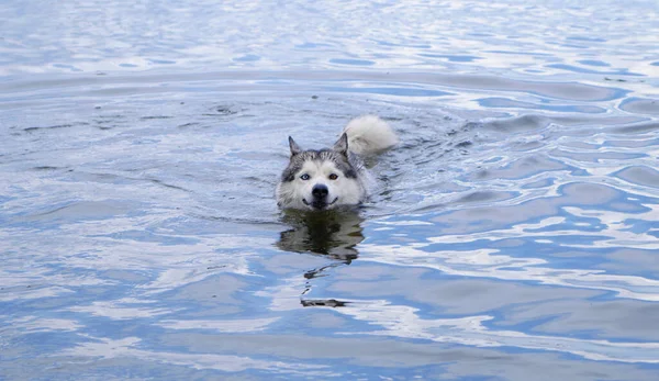 Schwimmende Husky Hundeschnauze Und Schwanz Über Dem Wasser Bunte Augen — Stockfoto