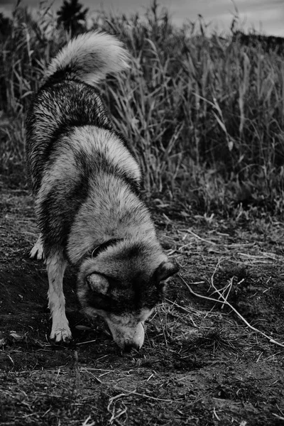 黒と白の写真にハスキー犬 — ストック写真