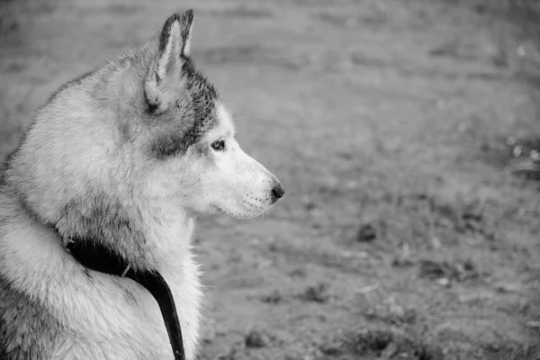 黒と白の写真にハスキー犬 — ストック写真