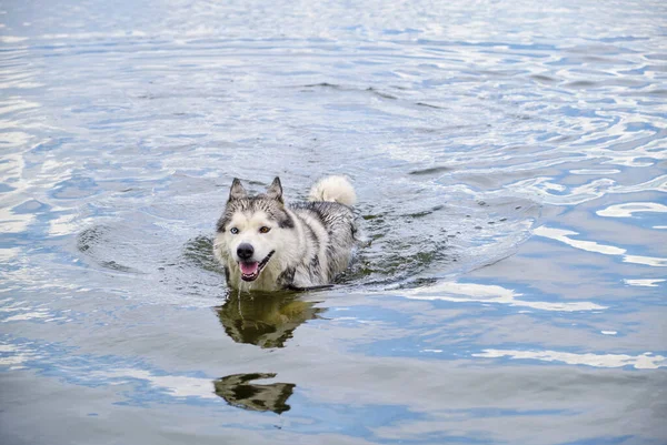 Husky Dog Swimming Lake — Stock Photo, Image