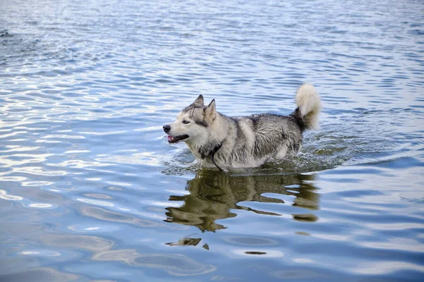 Husky Cane Nuotare Nel Lago — Foto Stock