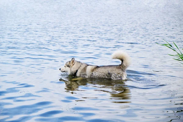 Husky Perro Nadando Lago —  Fotos de Stock