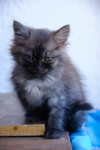 Gatinho Cinza Escuro Fundo Claro — Fotografia de Stock