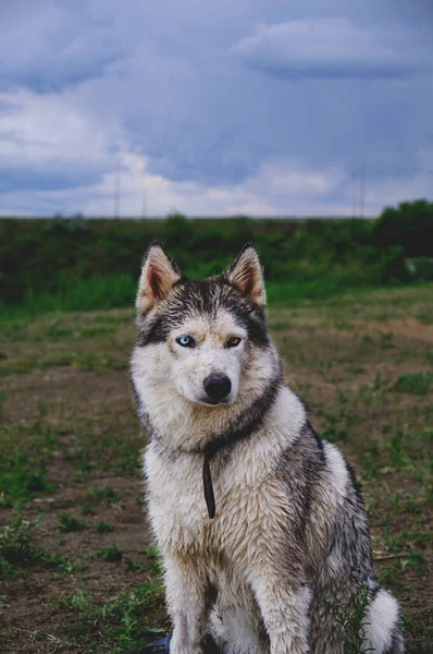 Husky Hund Sitzt Vor Grünem Gras Und Herannahenden Wolken — Stockfoto