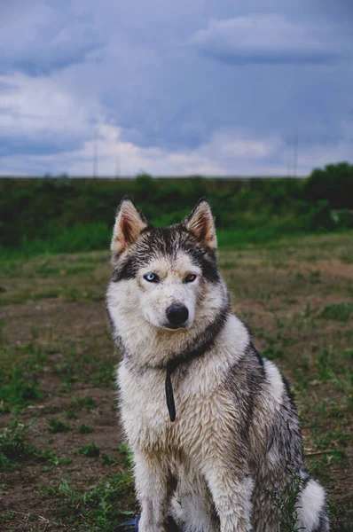 Husky Σκυλί Κάθεται Στο Φόντο Του Πράσινου Χόρτου Και Πλησιάζει — Φωτογραφία Αρχείου