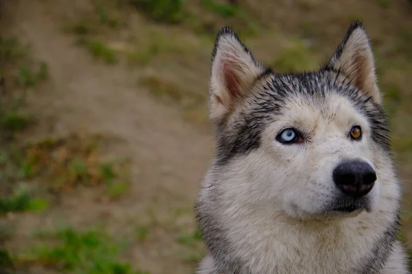 Portret Psa Husky Ego Wielobarwnymi Oczami — Zdjęcie stockowe