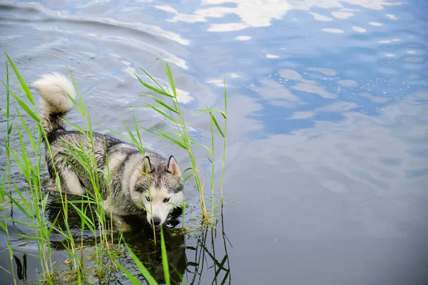 Gölde Yüzen Güçlü Köpek — Stok fotoğraf