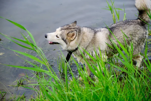 Husky Cane Nuotare Nel Lago — Foto Stock