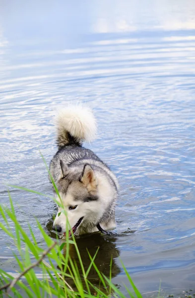 Chien Husky Nageant Dans Lac — Photo