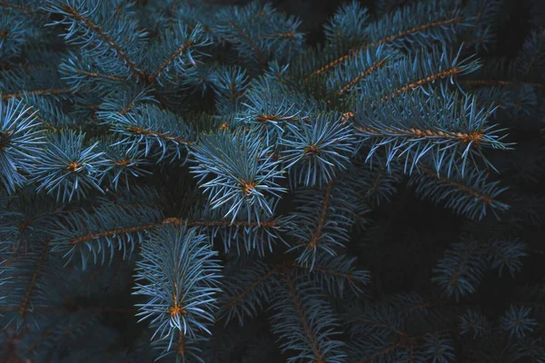 Blauwe Sparren Tak Natuur Groenblijvende Naaldbomen — Stockfoto