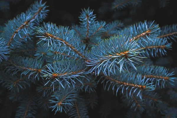 Blauwe Sparren Tak Natuur Groenblijvende Naaldbomen — Stockfoto