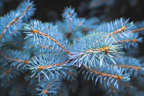 Ramo Abete Rosso Blu Natura Conifere Sempreverdi — Foto Stock