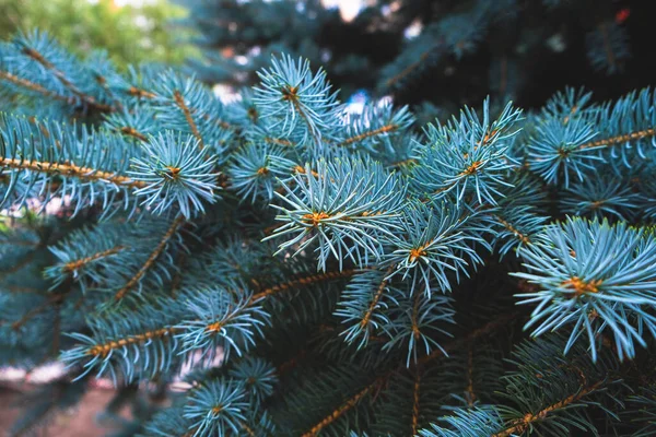 Niebieski Świerk Gałąź Natura Wiecznie Zielone Iglaste Drzewa — Zdjęcie stockowe