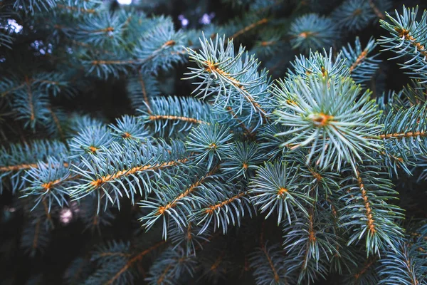 Mavi Ladin Dalları Doğada Her Zaman Yeşil Kozalaklı Ağaçlar — Stok fotoğraf