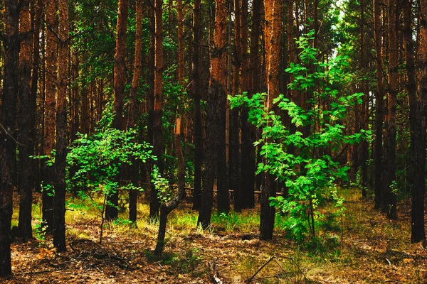 Boom Met Groen Blad Midden Een Geel Dennenbos — Stockfoto