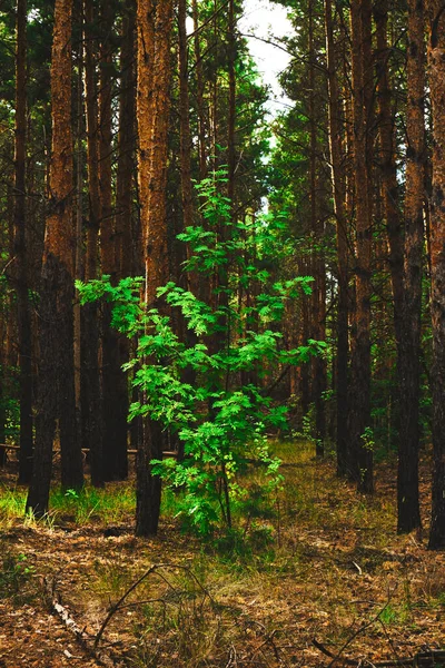 Boom Met Groen Blad Midden Een Geel Dennenbos — Stockfoto