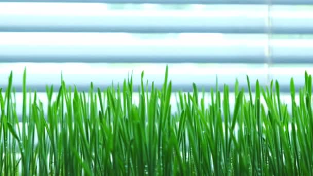 창턱에 녹색식물 — 비디오