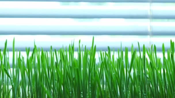 Fresh Grass Micro Greenery Windowsill House — Stock Video