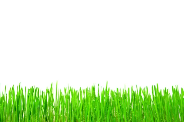 Grama Verde Fresca Brilhante Com Gotas Orvalho Fundo Branco — Fotografia de Stock