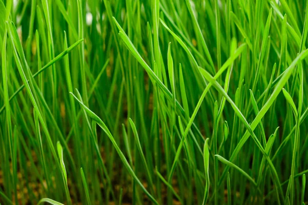 Fundo Verde Grama Recém Cultivada Trigo Micro Verde — Fotografia de Stock