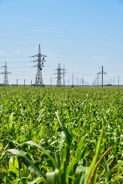 Corn field background of power lines